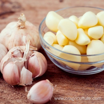 Best Garlic Peeled Price Shelf Life